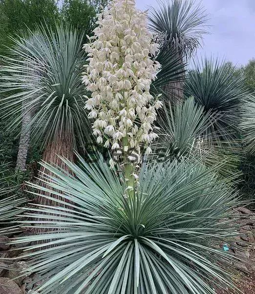 Yucca linearifolia GreenFin 